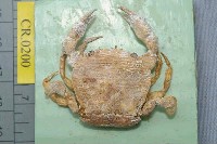 藏品(阿戛光背蟹)的圖片